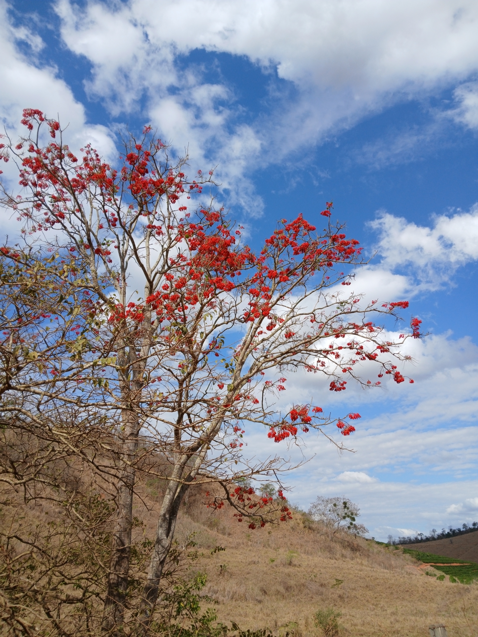 Erythrina verna