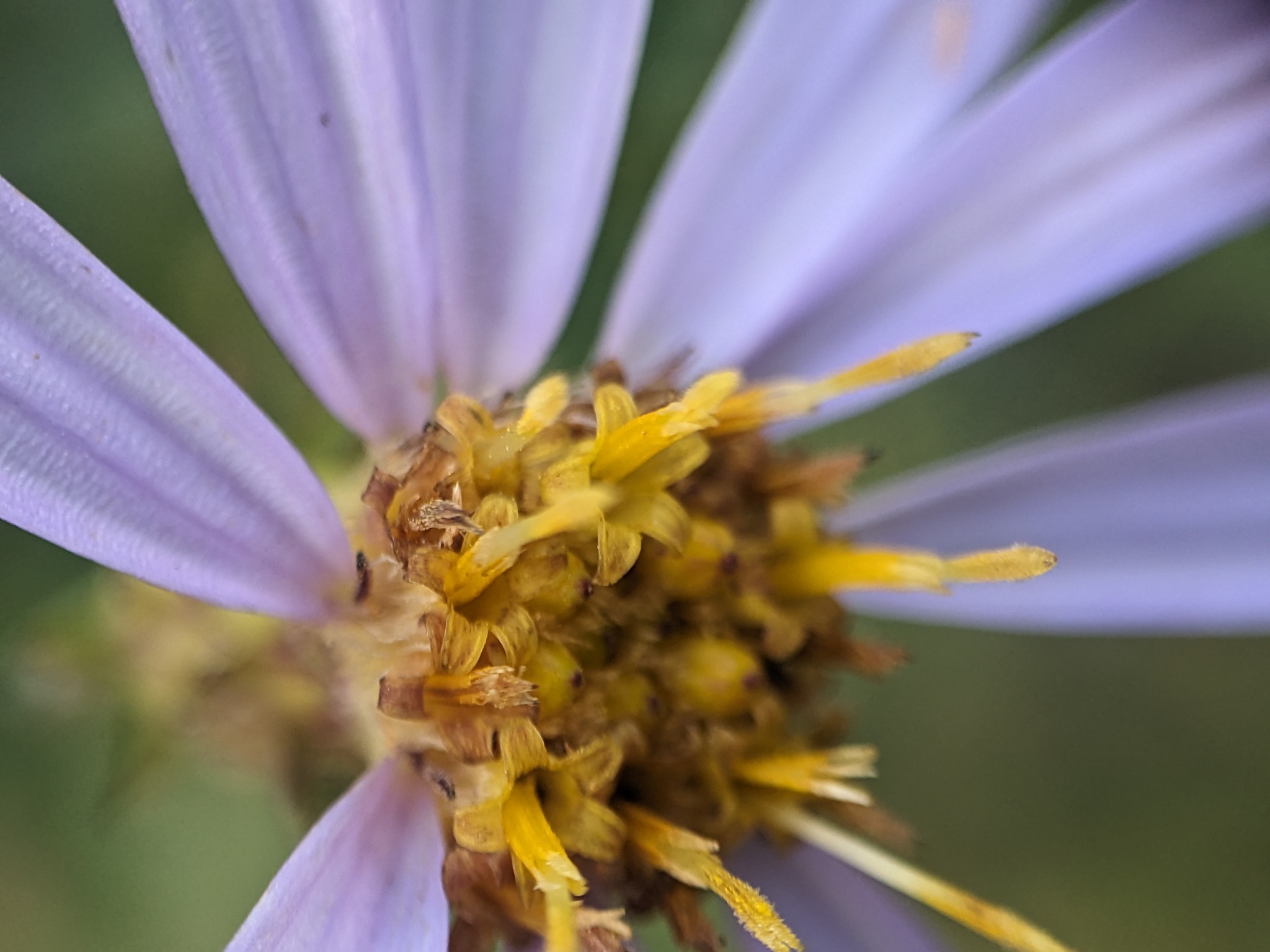 Cascade Aster (Doellingeria ledophylla)