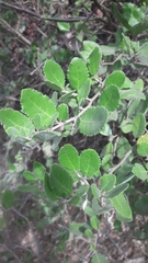 Azara dentata