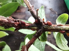 Parthenolecanium corni