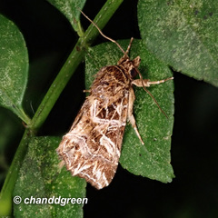 Callopistria exotica