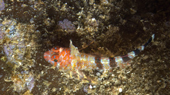 Flag Triplefin photo 3