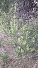 Baccharis linearis