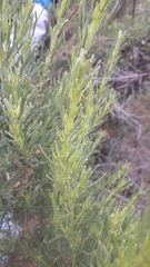 Baccharis linearis