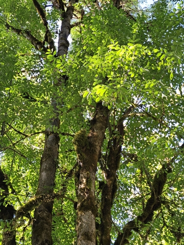 Fraxinus latifolia
