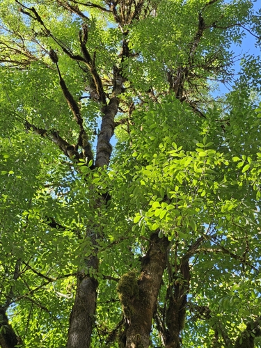 Fraxinus latifolia