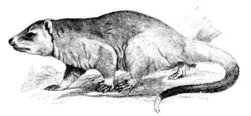 Lutrine Opossum