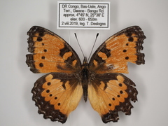 Precis octavia octavia