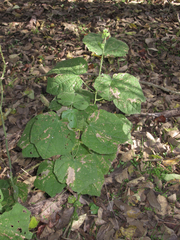 Malvaviscus arboreus drummondii