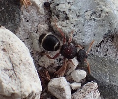 Ephutomorpha dorsigera