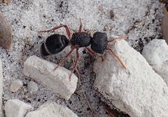 Ephutomorpha porrecticeps