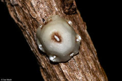 Ceroplastes