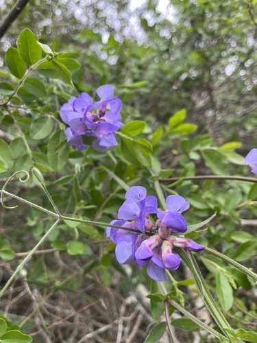ripening vetchling