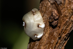 Ceroplastes