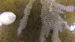 Conopeum tenuissimum