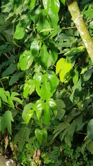 Hodgsonia macrocarpa