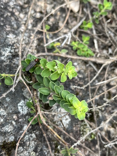 Glechon marifolia