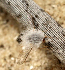 Australoechus minusculus