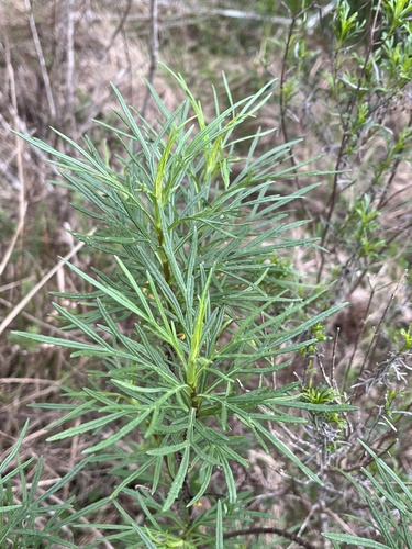 Senecio brasiliensis