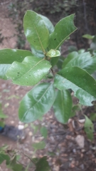 Escallonia pulverulenta