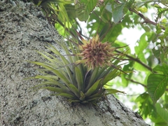 Tillandsia geminiflora