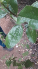 Escallonia pulverulenta