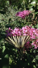 Iphiclides podalirius