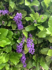 Petrea