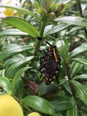 Aristobia approximator