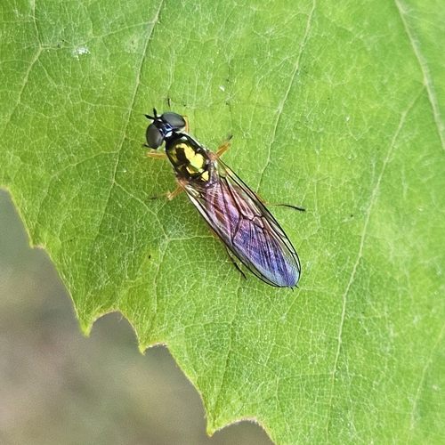 Unknown species found near Silver Beach, Bellingham, WA, USA