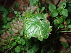 Pseudocercospora