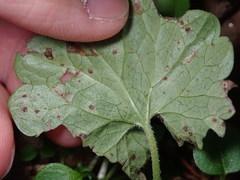Pseudocercospora