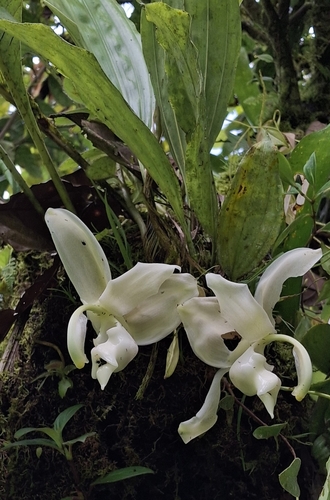 Reichenbach's Stanhopea