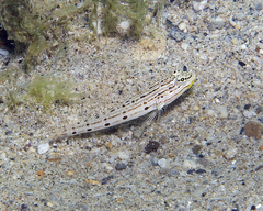 Valenciennea longipinnis