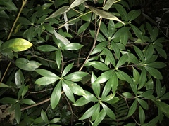 Daphne kiusiana