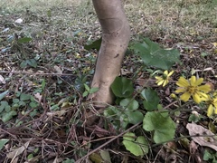 Daphne kiusiana