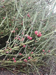 Ephedra breana