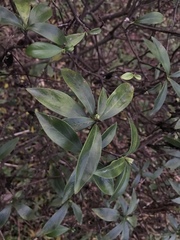 Daphne kiusiana