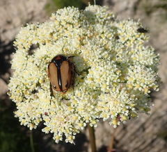 Nanobubon capillaceum