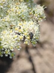 Nanobubon capillaceum