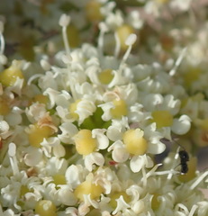 Nanobubon capillaceum