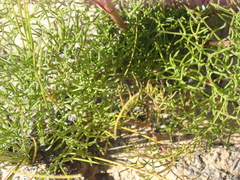 Nanobubon capillaceum
