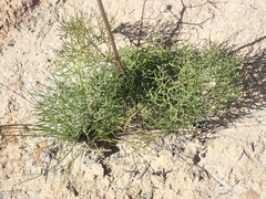 Nanobubon capillaceum