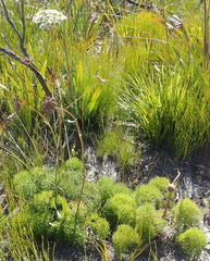 Nanobubon capillaceum