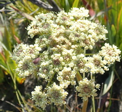 Nanobubon capillaceum
