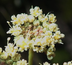Nanobubon capillaceum