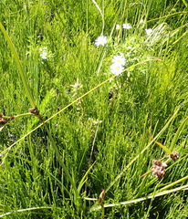 Osmitopsis osmitoides