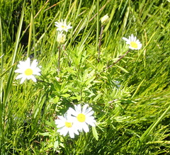 Osmitopsis osmitoides