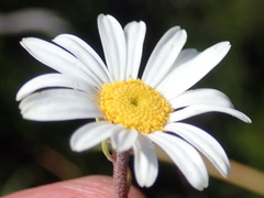 Osmitopsis osmitoides