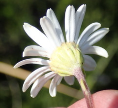 Osmitopsis osmitoides